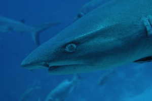 underwater picture  sharks palau neco marine